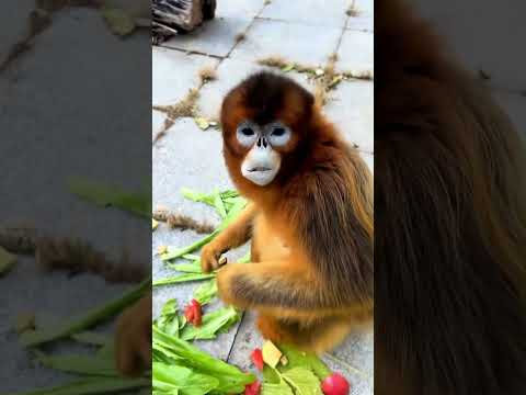 Dünyanın En Nazik Maymunu! 🐒🥹