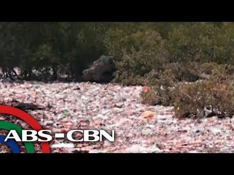 ABS-CBN TINGNAN: Basura inanod sa bakawan sa Lapu-Lapu ...