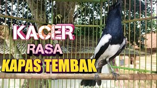 Download lagu MEWAH !!! Kacer isian kapas tembak cocok buat pancingan kacer anda mp3