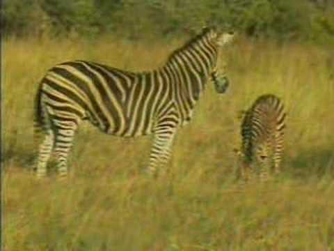 2-9-09 Baby Zebra and Wildebeest