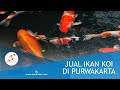 Aneka Jual Ikan Hias Purwakarta