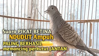 Download lagu perkutut betina memanggil jantan NDUDUT SUARA PIKAT AMPUH Jadikan perkutut lokal gacor dengan CEPAT mp3