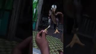 Download lagu cara memilih anak ayam Bangkok yang bagus mp3 Download lagu cara memilih anak ayam Bangkok yang bagus mp3