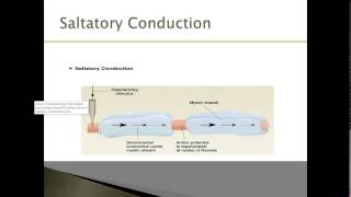 Saltatory Conduction