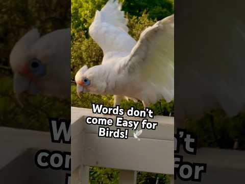 Words - F.R. David