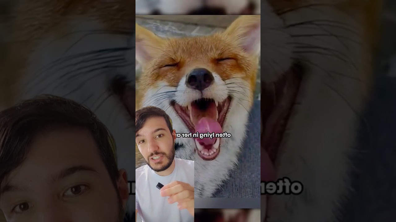 Raposinha 🦊 é salva e faz surpresa para sua salvadora #raposa #raposas #fox #animaisfofos #viral
