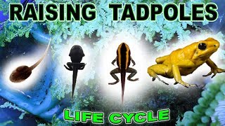 Growing TADPOLES to FROGS - Step by Step TIMELAPSE!
