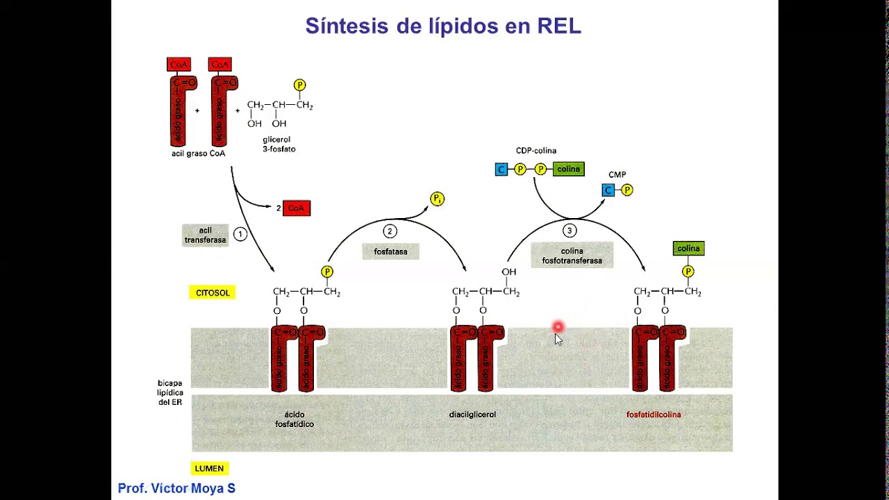 Clase Retículo Endoplasmico Liso
