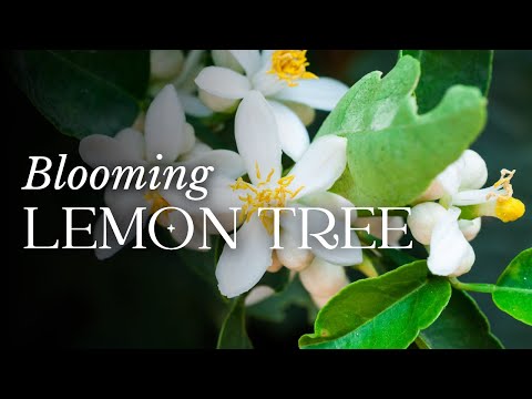 TIMELAPSE Lemon Tree Flowers Blooming