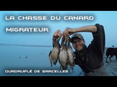 Superbe Chasse du Canard Migrateur - Quadruplé de Sarcelles d'Hiver, ma plus belle action !