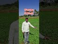 Dhaniya Ki Kheti Coriander Cultivation Coriander Farming Dhaniya Corianderfarming Dhaniya