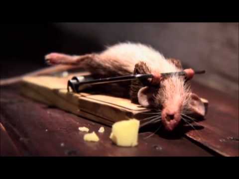 Rato e o Queijo - Motivacional - Rato Malhando - Mouse Fitness - Rato e Ratoeira - iFit Academias