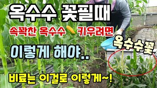 옥수수꽃필때 속꽉찬옥수수 수확하려면 이렇게 해야 곁순제거 옥수수잎제거 옥수수이삭거름추비 추는방법