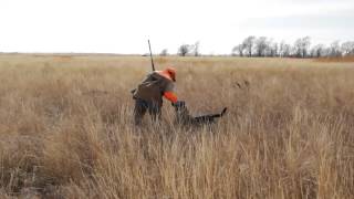preview picture of video 'Ringneck Retreat: A South Dakota Hunting Destination'