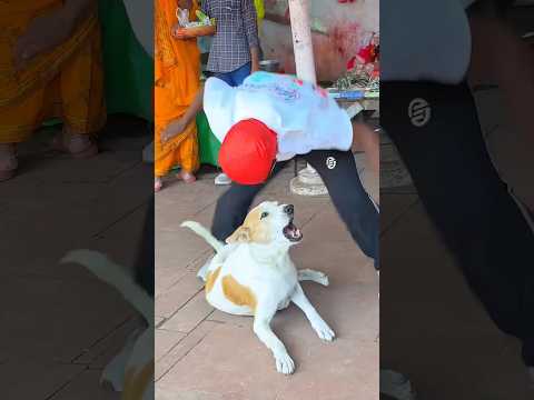 Hi ✌️ friend 24h viral dog is best friend i love dog 🐶 indian popular flip cute dog relations