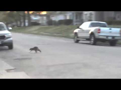 2018 05 06 wonderful racoon climbing tree brighter