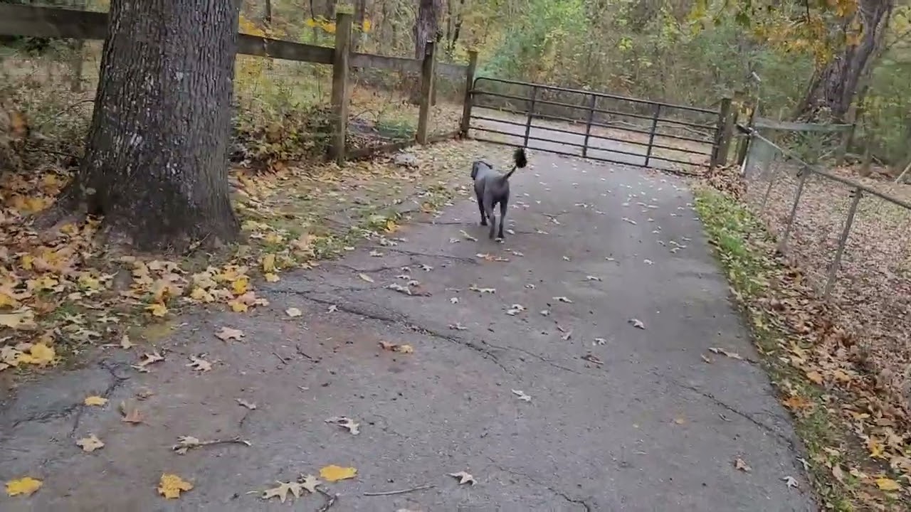 Enlarge Maggie #73, an adoptable mixed breed in Killingworth, CT video 2/4