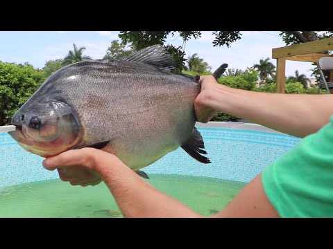 MEGA PACU INVADES MY OUTDOOR AQUARIUM