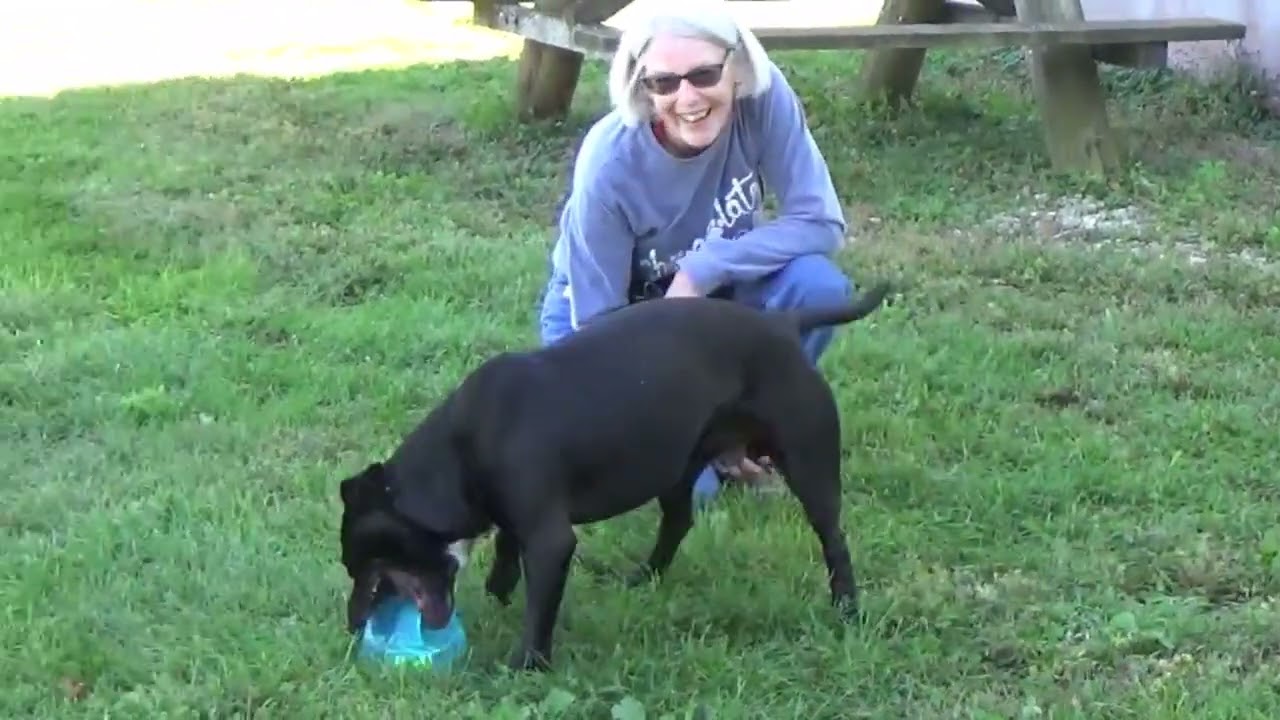 Zeus, a Adoptable Pit Bull Terrier in Nashville, IN video 6/6