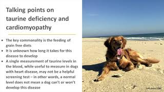 Morris Animal Foundation Presents Lecture on Taurine and Heart Disease in dogs