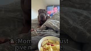 The Second I Start Eating… 👀😂#funnydogs #doglover #cutedogs #doglife