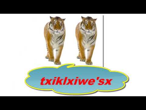 ANIMALES EN PLURAL Y SINGULAR EN NASA YUWE