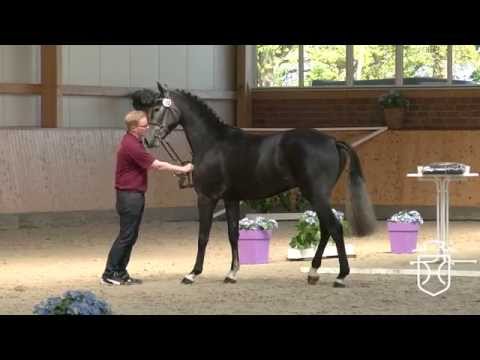 10 Holsteiner Stute Emilia von Castelan II   Con Air   Acobat II   Cantus