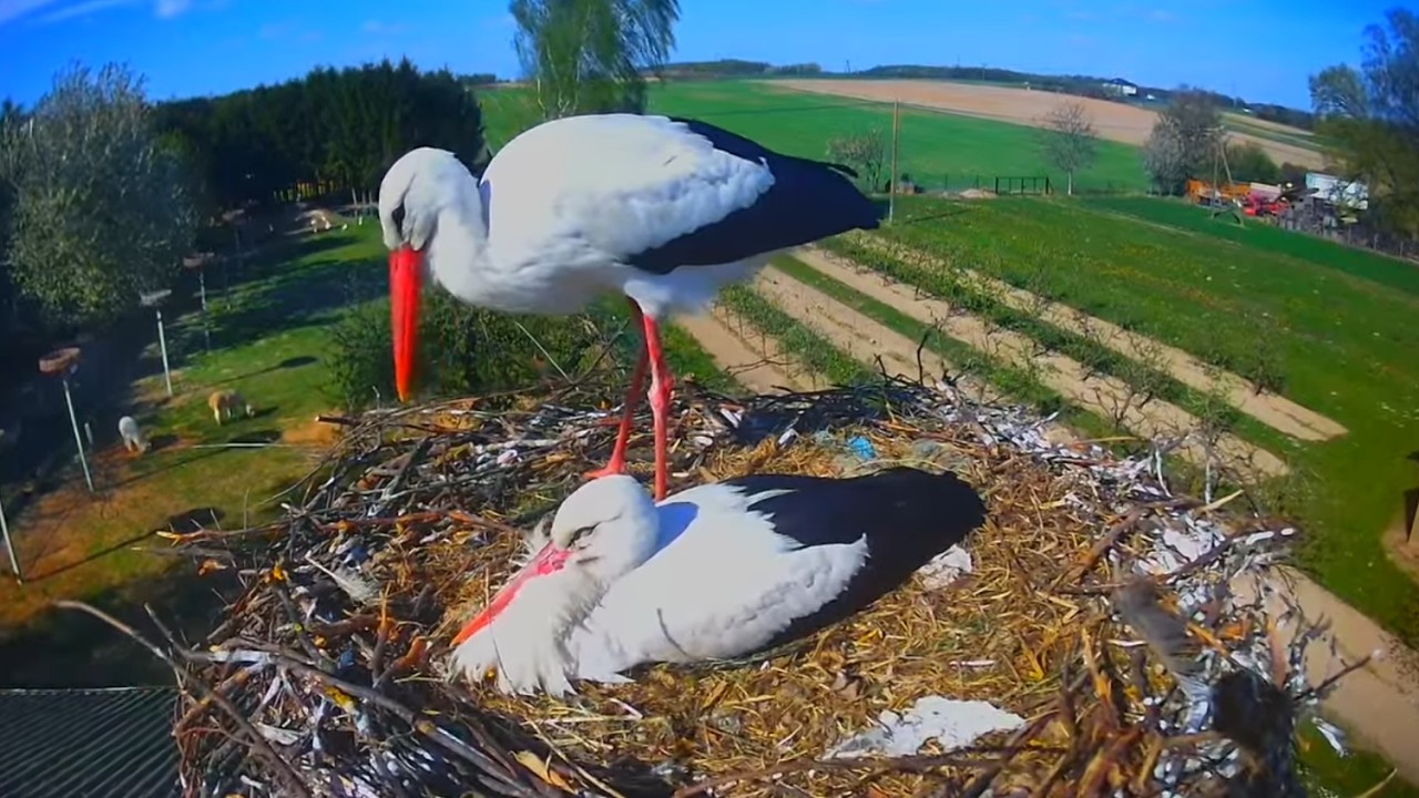 Live webcam view of Nido de Cigüeña en el Granero
