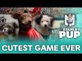2026 Stanley Pup Cutest Puppies You Ve Ever Seen