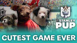 ???????? 2026 Stanley Pup ???????? | The Cutest Puppies You've Ever Seen!