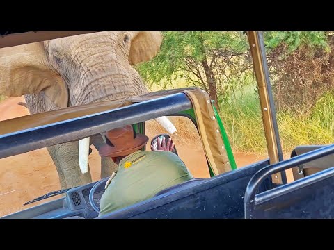 Elephant Picks up and Throws Truck full of Tourists