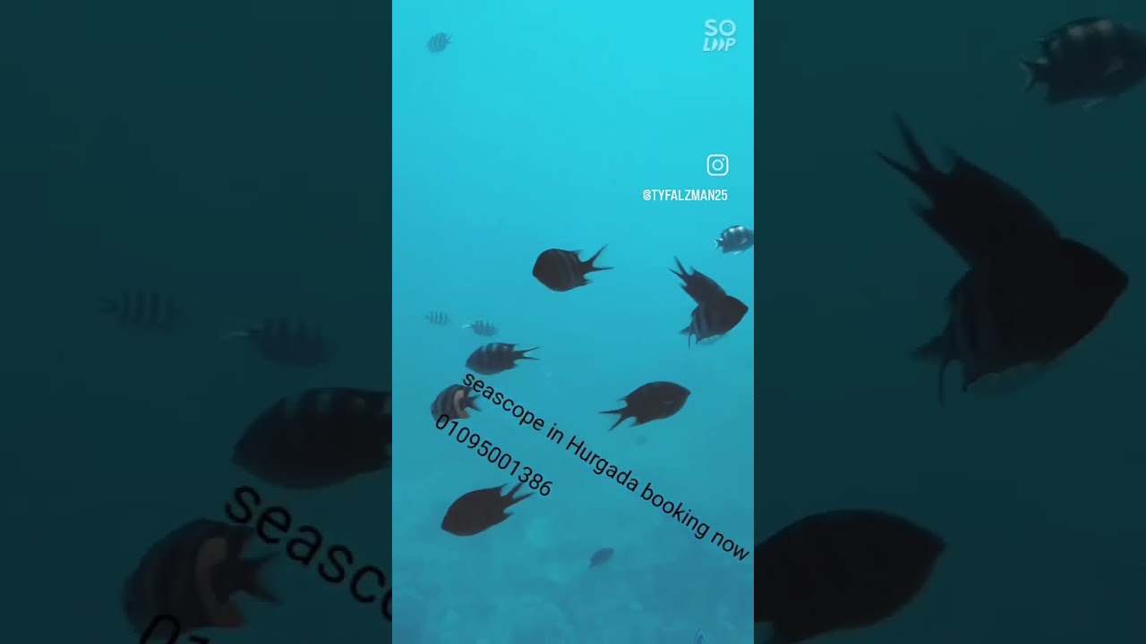 #hurgada #tips #trip #book #snorkeling #diving #seascape #safari #dolphins book now  01095001386