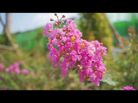 Gem Sky World phân khu Aquamarine - PKD CĐT, tặng vàng tháng 3/2021