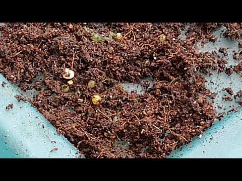 Worm cocoon and nursery box