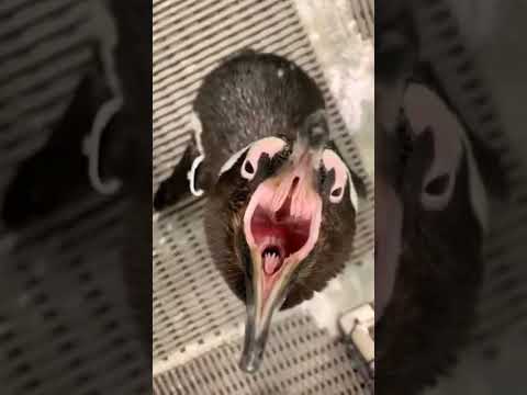 Penguin's Sound