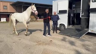 Sanremo 2026, Andrea Bocelli prima della finale va a Spirano a comperare un cavallo