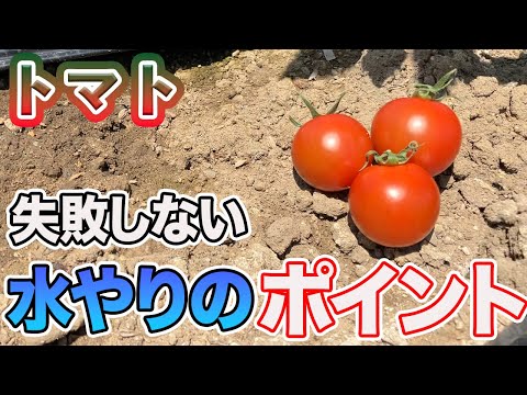 発芽後の水やりの頻度とやり方は？  庭園