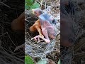 Sibling Showdown: Cuckoo Chick Pushes Out Older Nest Mate #shorts