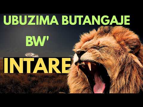 Uko INTARE yisanze ari inyamaswa y'inkazi ya mbere itinywa n'izindi nyamaswa.