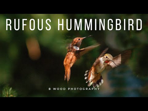 Rufous Hummingbird Compilation | 5 Fun Facts 🤗