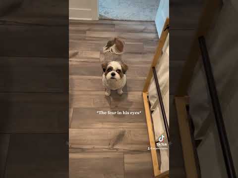 Chewy’s Taco #shorts