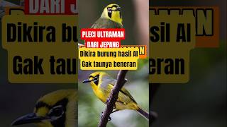 Download lagu ULTRAMAN PLECI FROM JAPAN, Thought to be an AI-generated bird, but turns out it's real 💯🔥 mp3