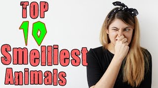 Top 10 Smelliest Animals In The World