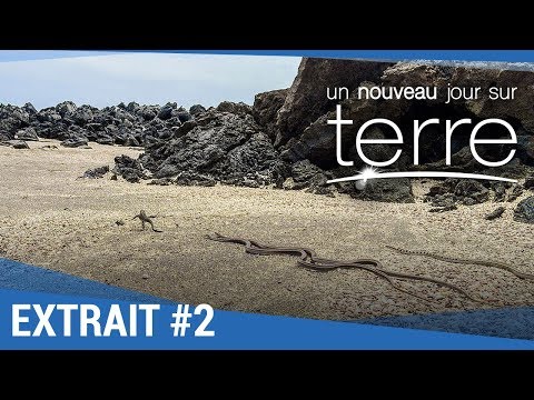 UN NOUVEAU JOUR SUR TERRE - Extrait "Iguanes" VF