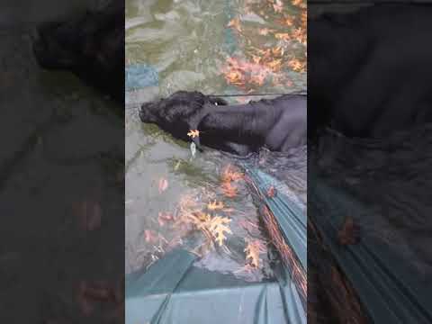 Cow falls in my pool!