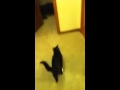 Farting Cat