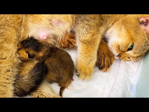 Cat gave birth to two kittens