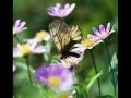 Free Spirit (Ashes to ashes) Deva Premal y Miten ...