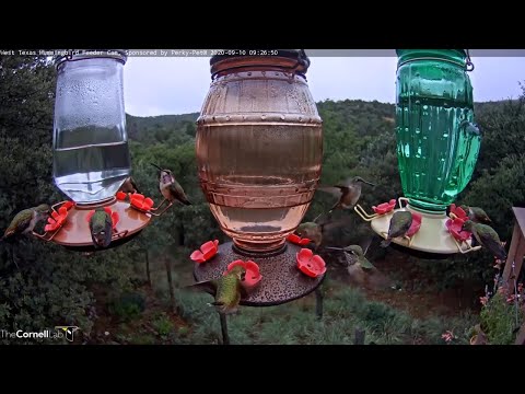 Immature Hummingbirds Show Some Sparkle In West Texas – Sept. 10, 2020