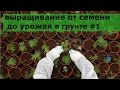 Выращивание конопли в домашних условиях ( семена ) 
